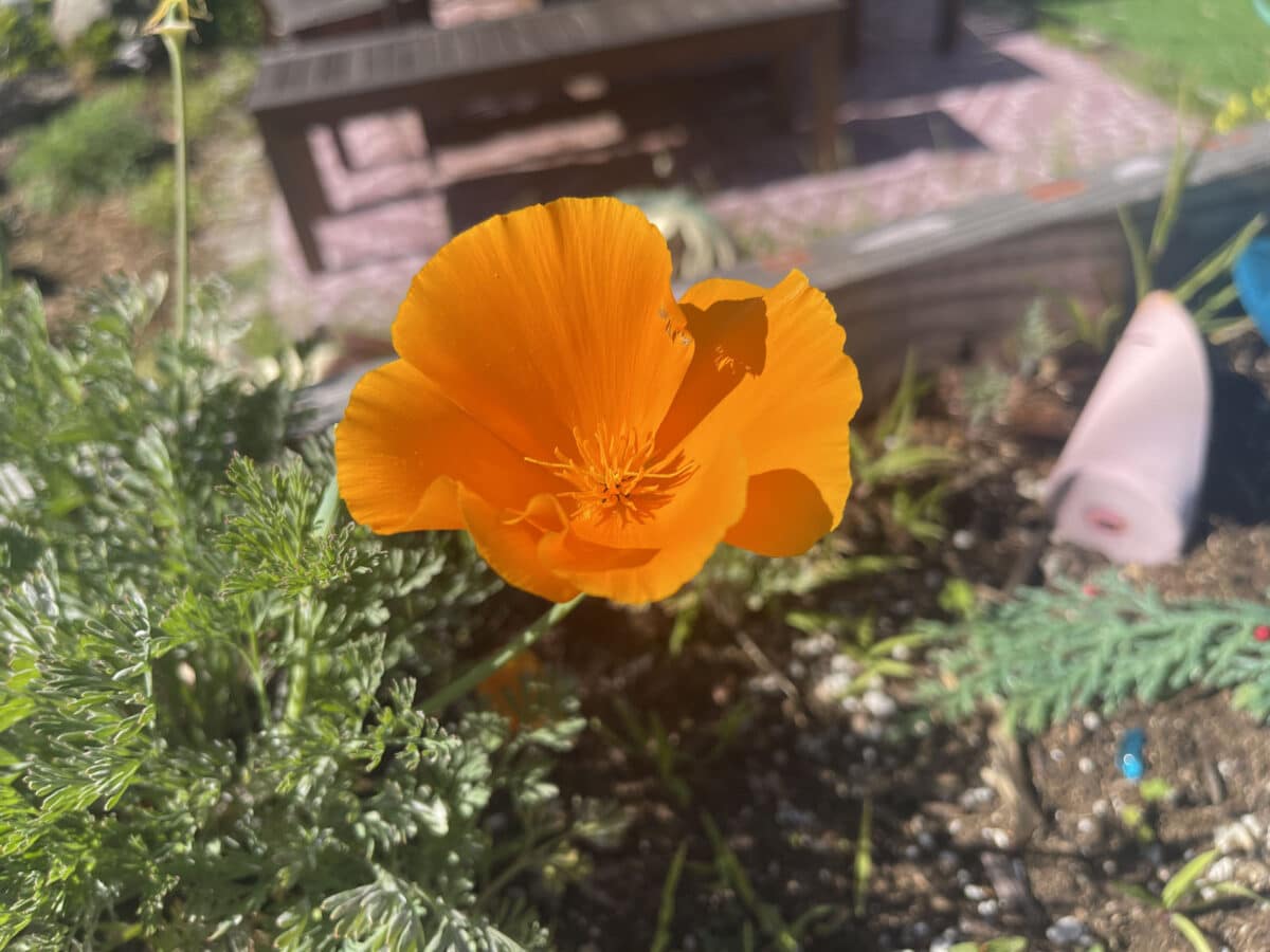 Alameda Post - A blooming California poppy.
