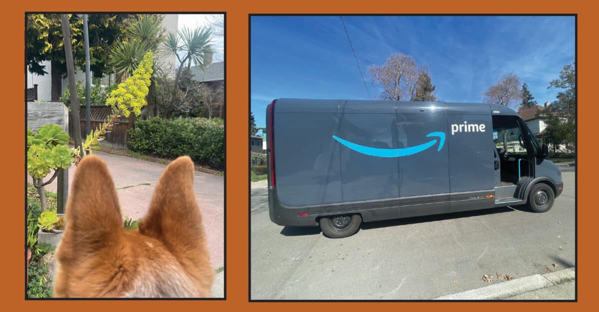 Alameda Post - A photo of Mouf looking at a swooping bloom on a desert plant, and a photo of an Amazon truck with the signature swoop logo.