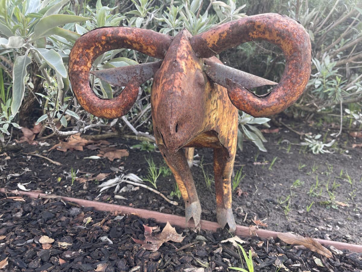 Alameda Post - a rusting statue of a water buffalo. 