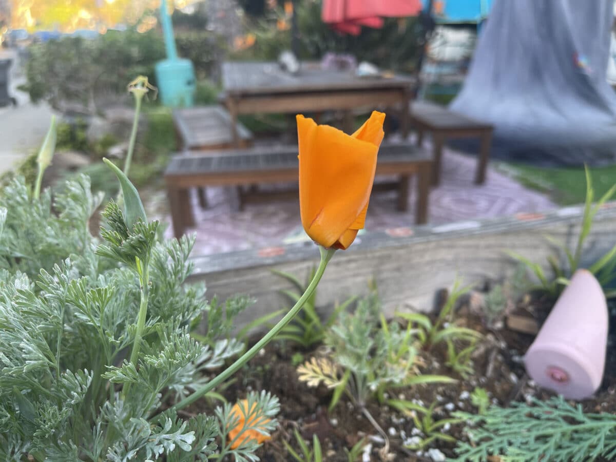 Alameda Post - A closed California poppy.