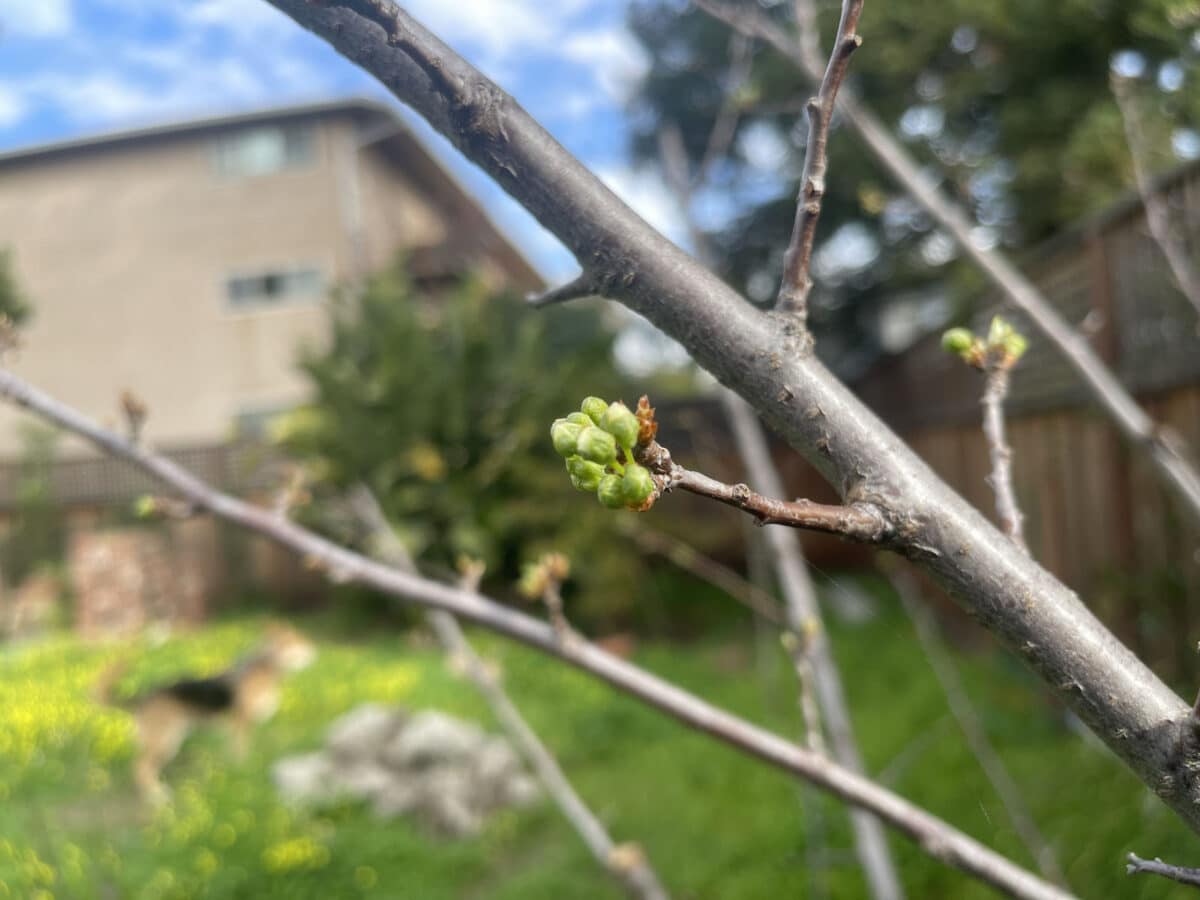 Alameda Post - A small green bun on a bare tree branch. 