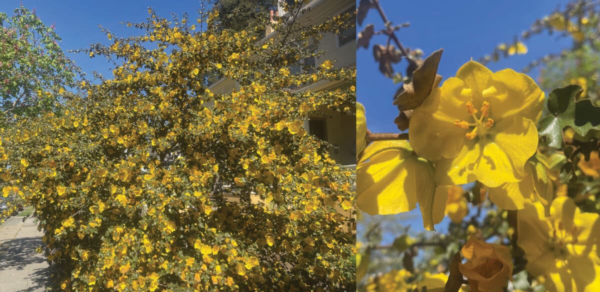 Alameda Post - A bush or tree full of yellow flowers.