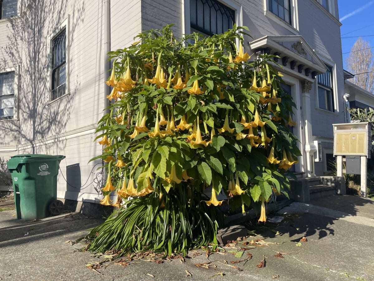 Alameda Post - An Angel's trumpet plant.