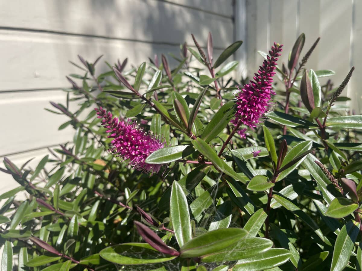 Alameda Post - Shrubby Veronica plant.