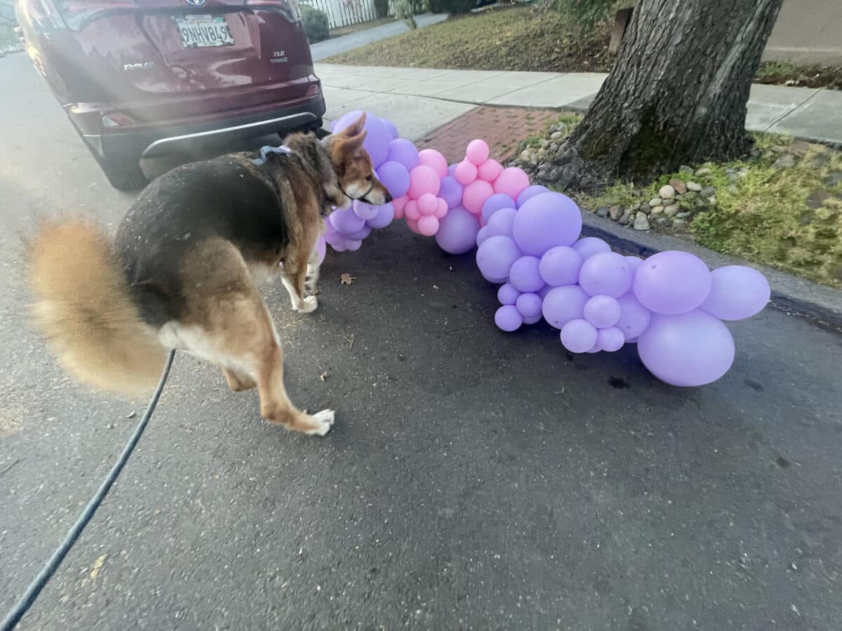Alameda Post - Mouf investigates a balloon arch sitting out in the gutter.