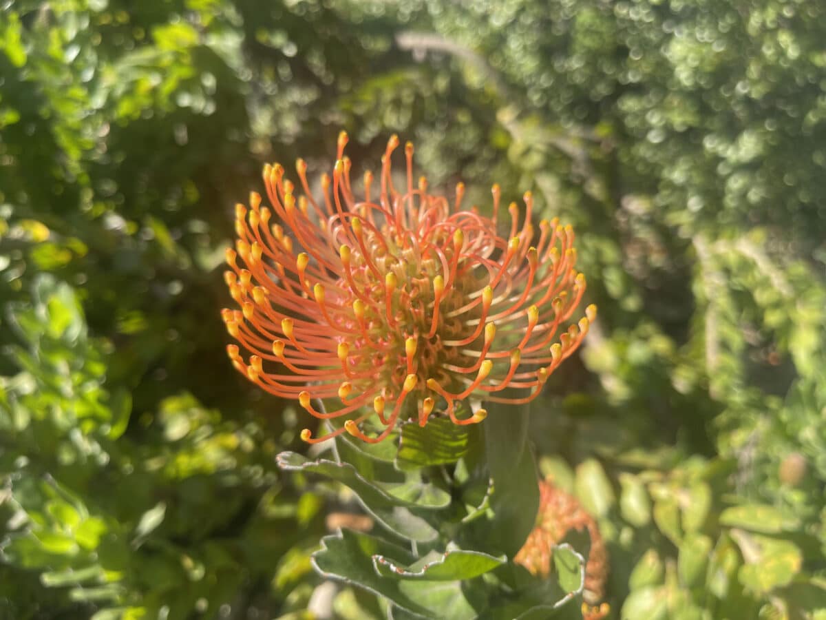 Alameda Post - A photo of a spiky orange and yellow bloom. 
