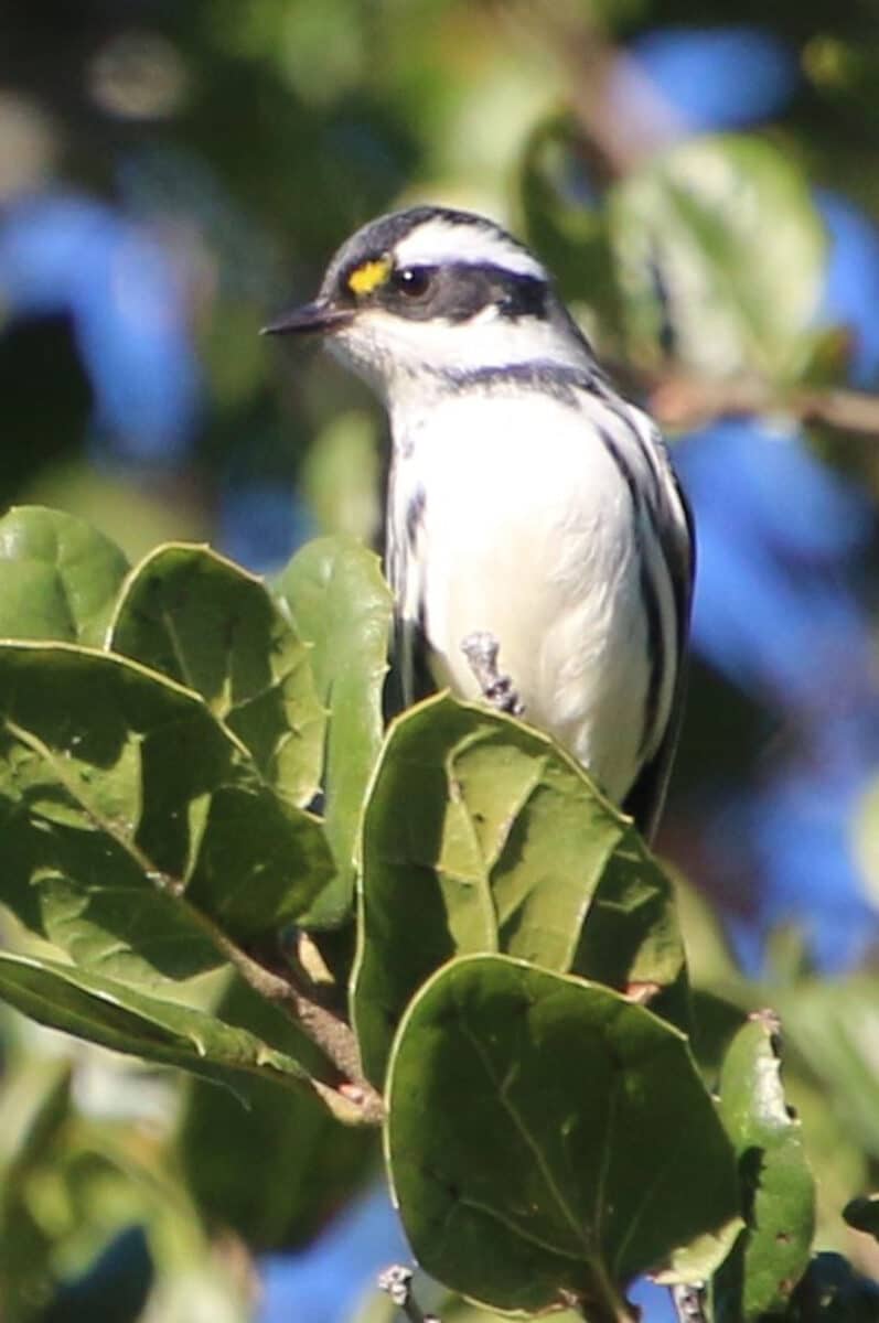 Alameda Post - A white and black bird with a small yellow patch by its eye.