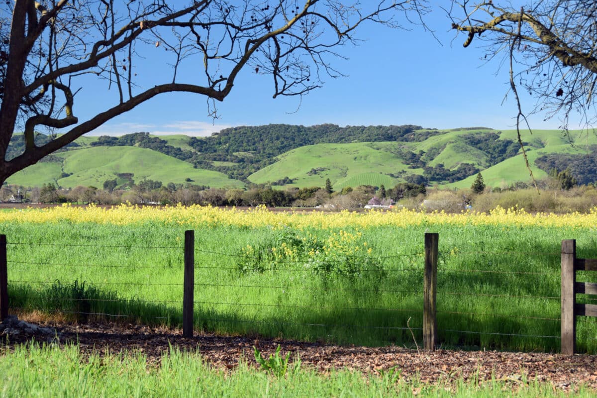 Alameda Post - A beautiful valley with rolling hills and wildflowers.