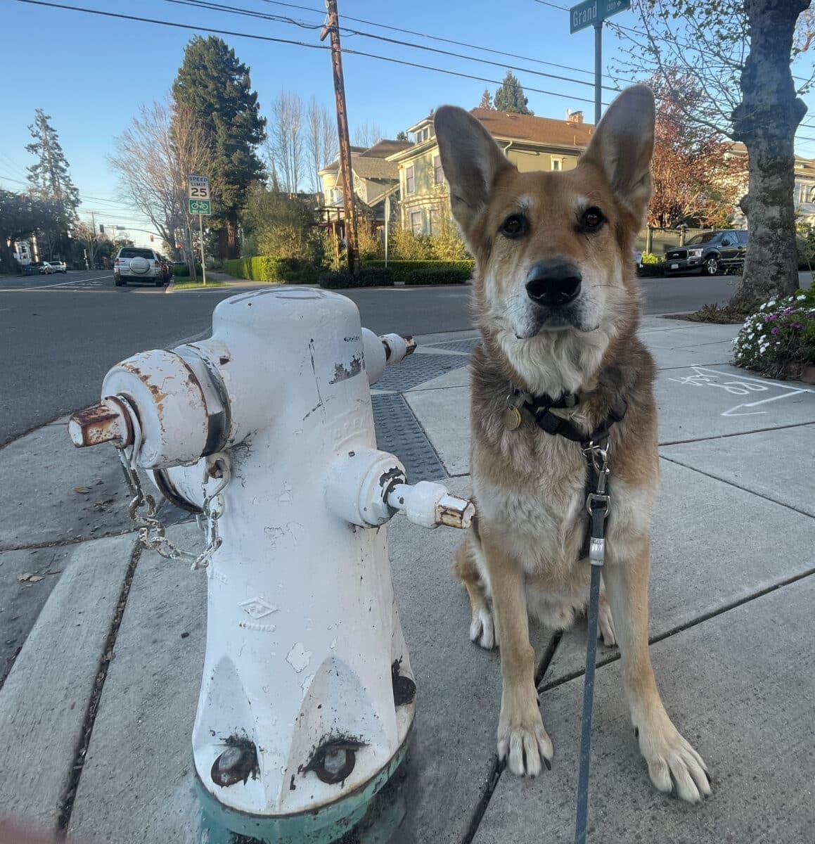 Alameda Post - Mouf the dog next to a fire hydrant.