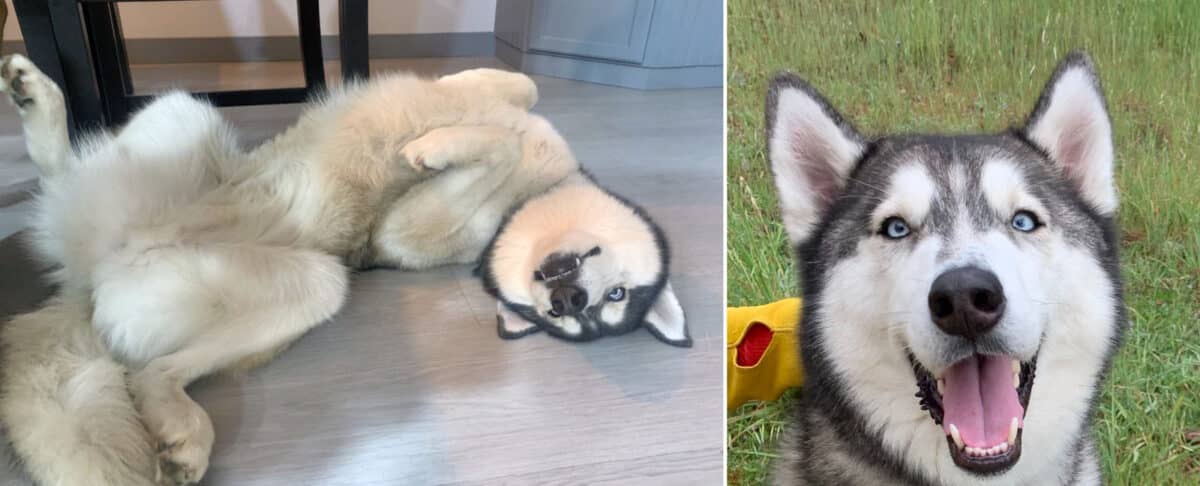 Alameda Post - Zippy the husky. 