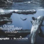 Alameda Post - A stunning photo of a diver or snorkeler in the water amongst a pod of whales. It is also a poster for the Ocean Photographer of the Year gallery.