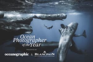Alameda Post - A stunning photo of a diver or snorkeler in the water amongst a pod of whales. It is also a poster for the Ocean Photographer of the Year gallery.