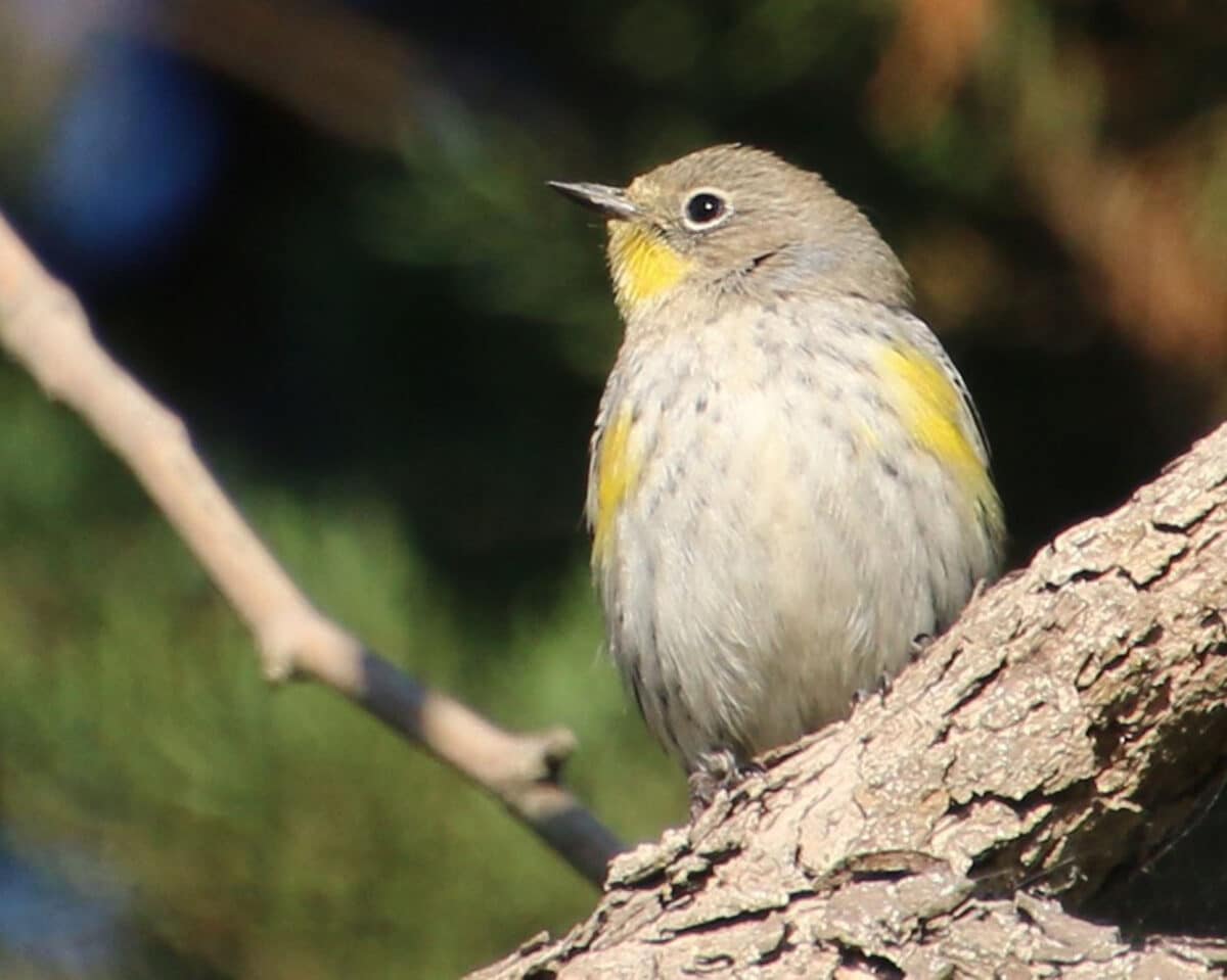 Alameda Post - A small light grey bird with yellow patches called A yellow rumped warbler.