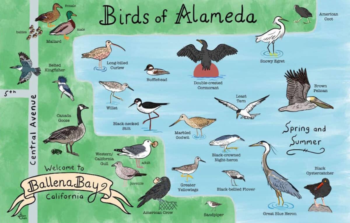 Alameda Post - A drawing of the varies birds of Alameda.