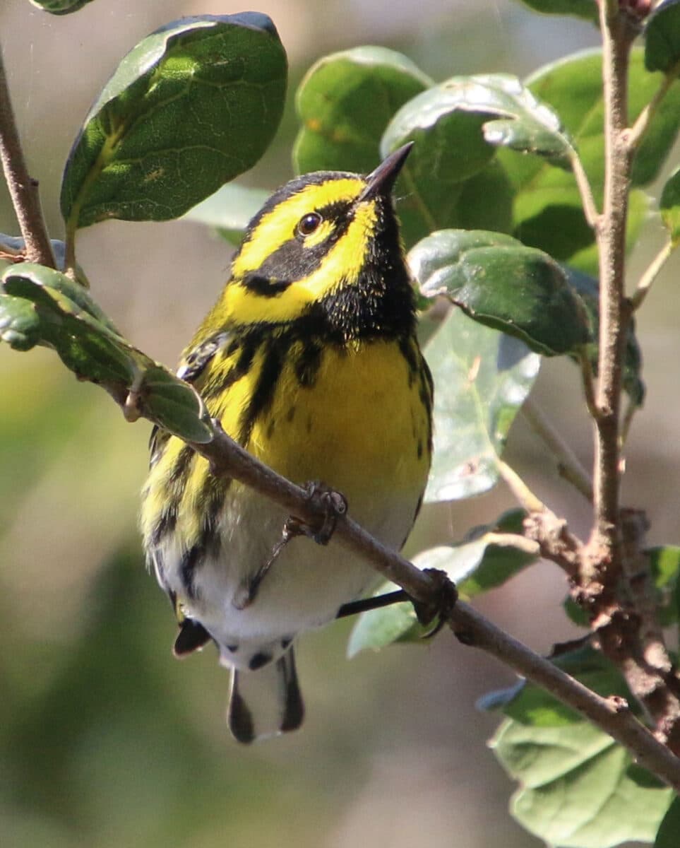 Alameda Post - A brown and yellow warbler.