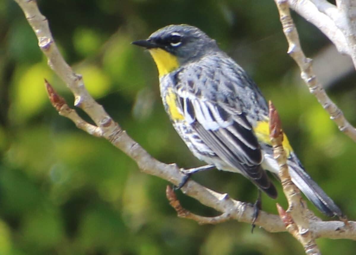 Alameda Post - A grey, black, and yellow bird. 