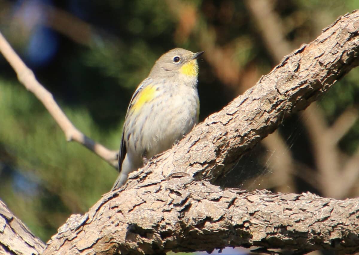 Alameda Post - A yellow rumped warbler. 