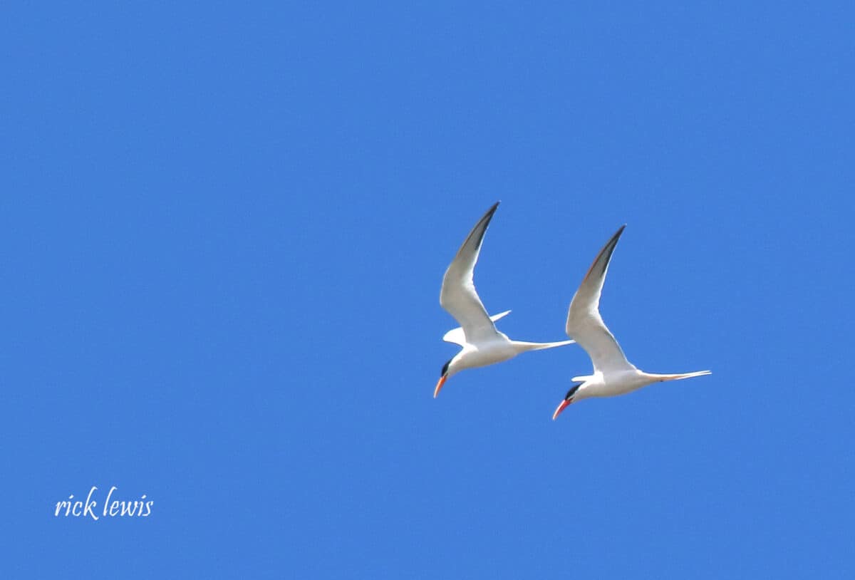 Alameda Post - Two flying terns that look like copies of on another, raising their wings in a V shape.