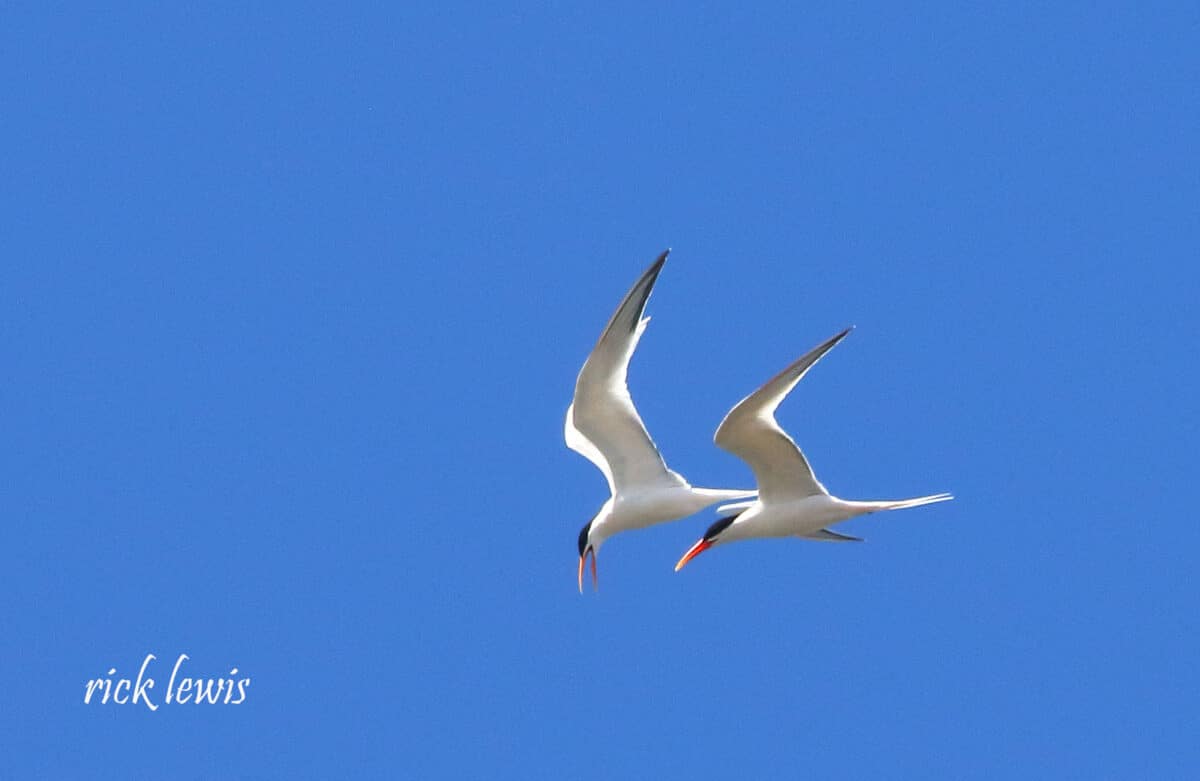 Alameda Post - Two flying terns that look like copies of on another, raising their wings in a V shape.