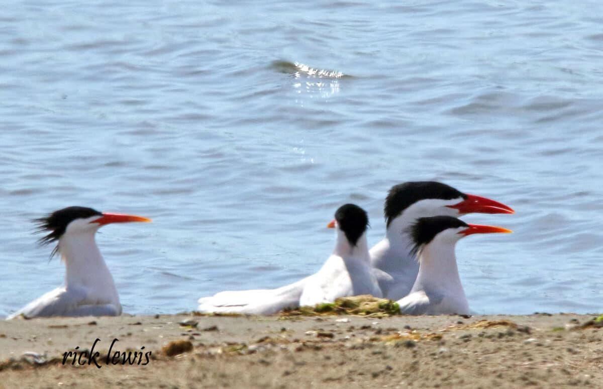Alameda Post - A group of white and black birds sit on the shoreline.