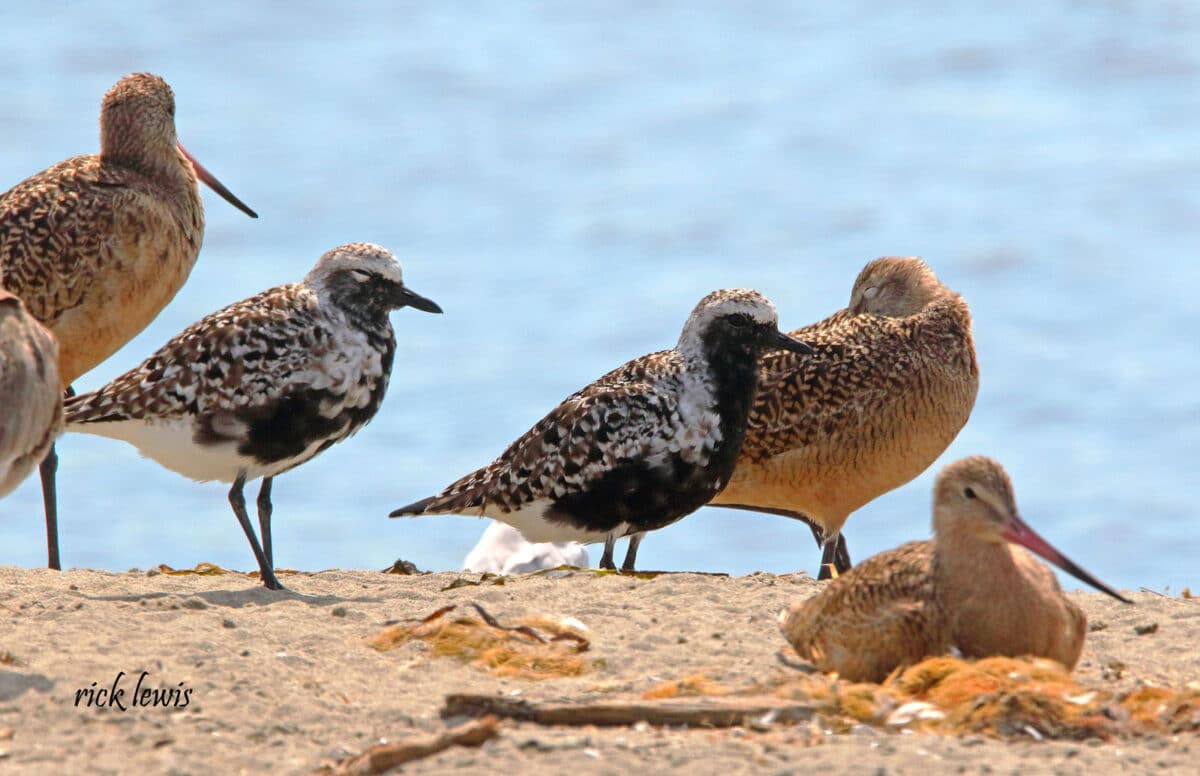 Alameda Post - A collection of brown and black shorebirds sit on the beach.
