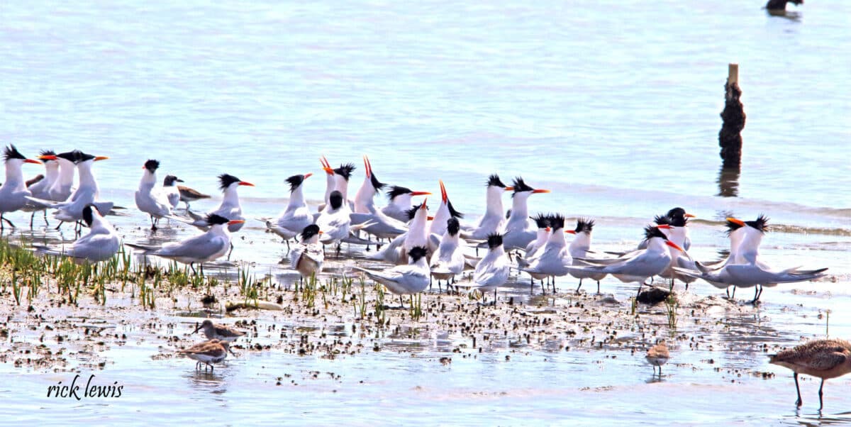 Alameda Post - Dozens of terns stand in shallow water along the shoreline with other shorebirds.