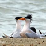 Alameda Post - Two white and black terns sit together on the beach. They have distinctive spiky feathers on their heads.