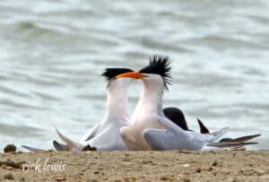 Alameda Post - Two white and black terns sit together on the beach. They have distinctive spiky feathers on their heads.