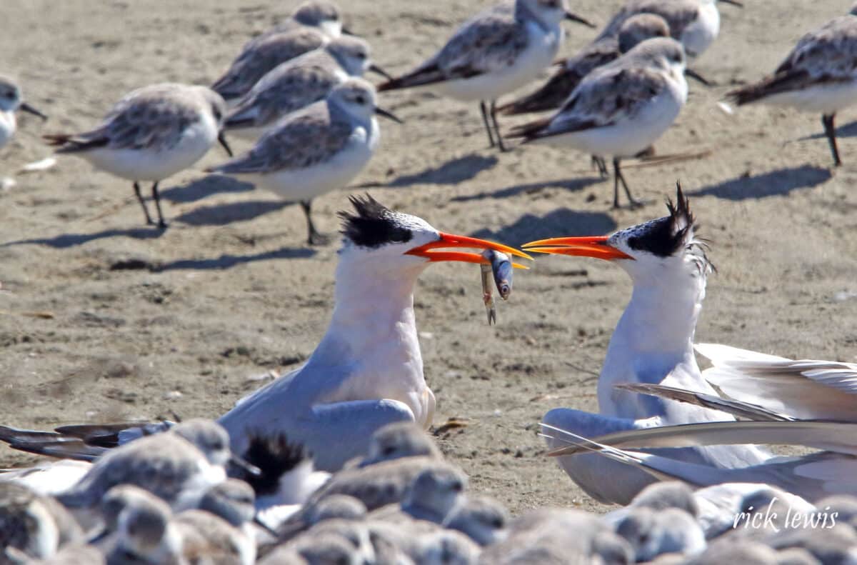 Alameda Post - One elegant tern holds a fish towards another elegant tern. Around them are other shorebirds.