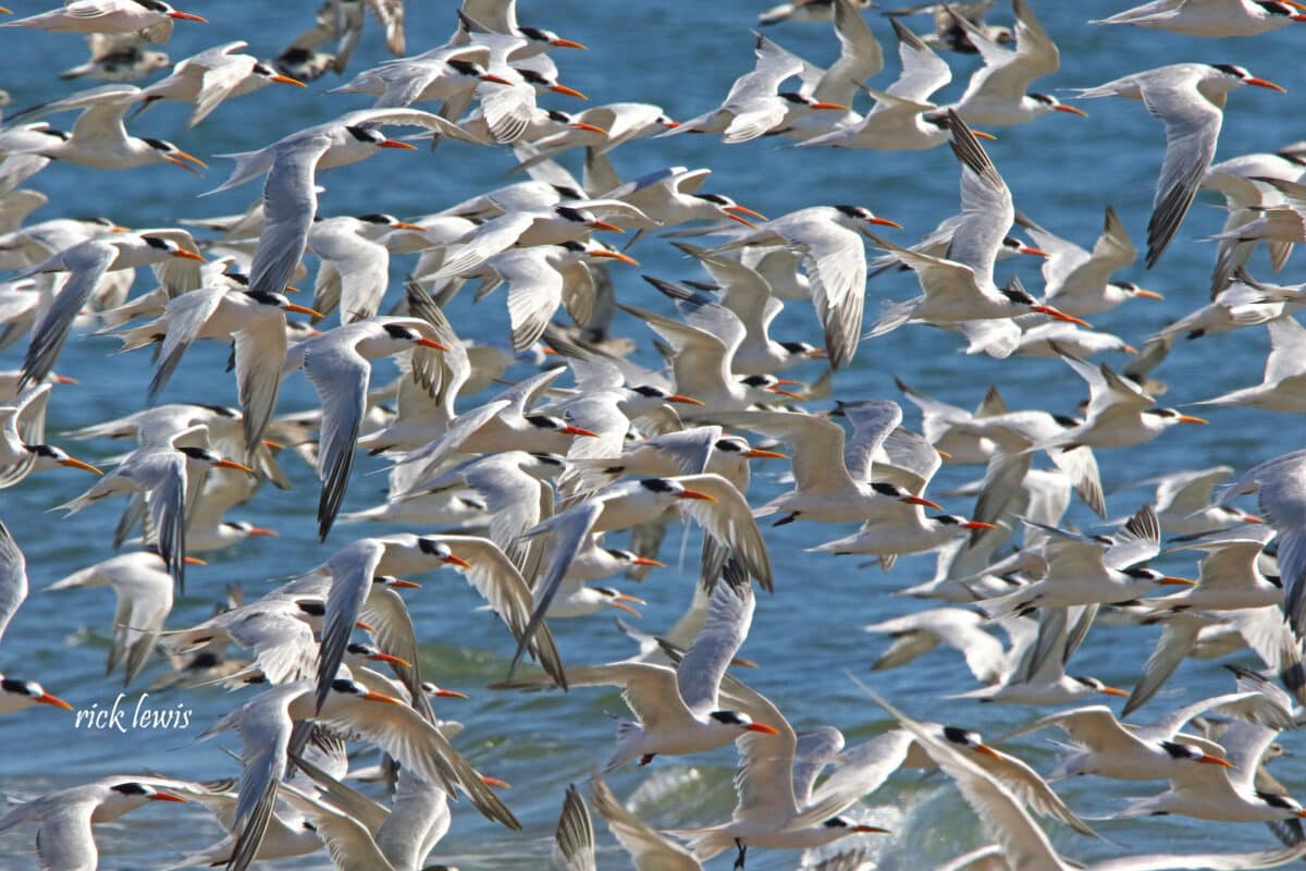 Alameda Post - A large flock of birds flying just above the water.