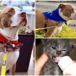 Alameda Post - Poppa the adoptable dog and a kitten being bottle fed.
