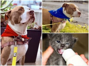 Alameda Post - Poppa the adoptable dog and a kitten being bottle fed.