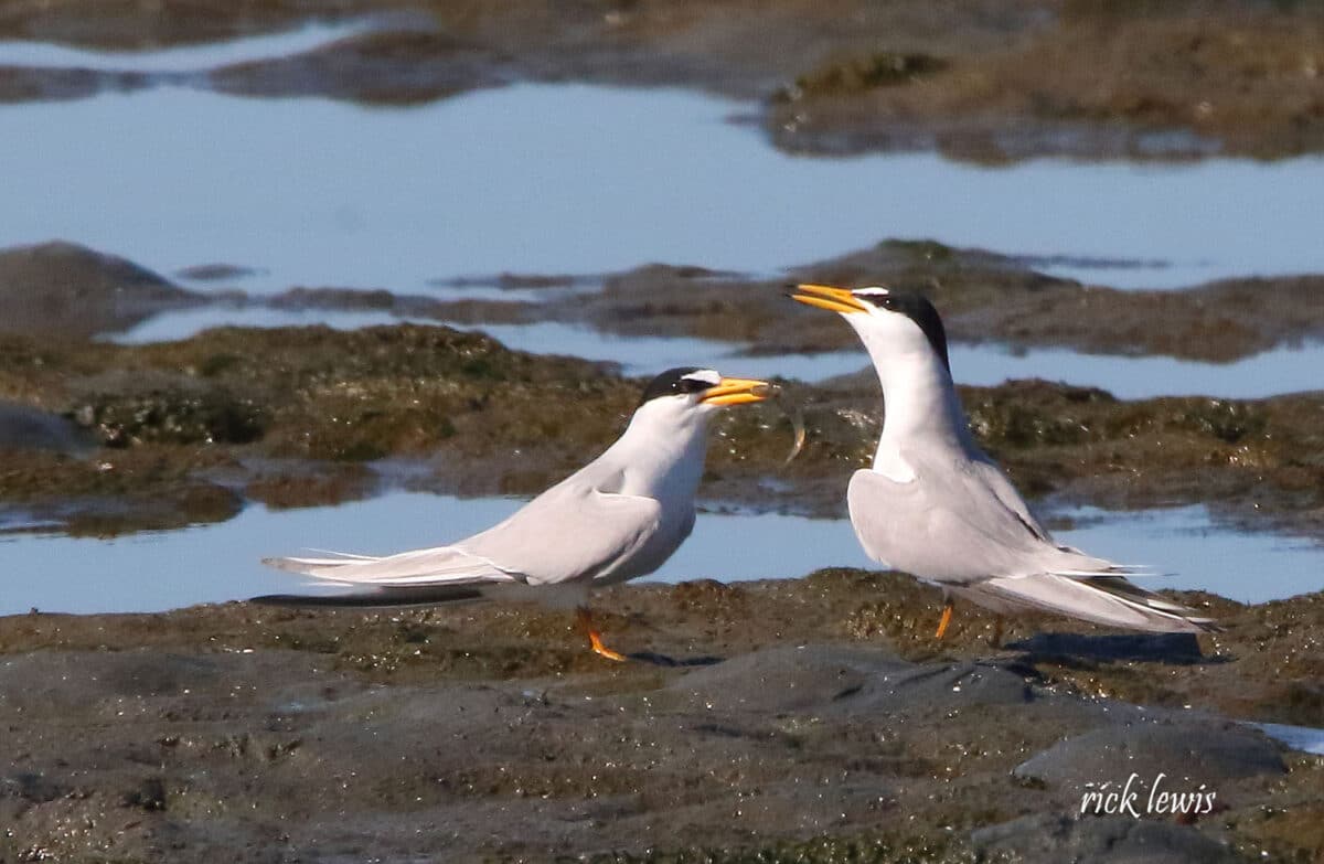 Alameda Post - Two least terns stand in the watery sand. They are mostly white with black markings and yellow beaks, and somewhat small. One holds a minnow or other small fish in its beak.