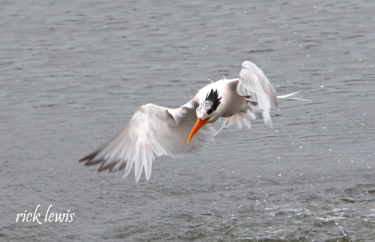 Alameda Post - A mostly white bird with black markings and an orange beak flies across the water.