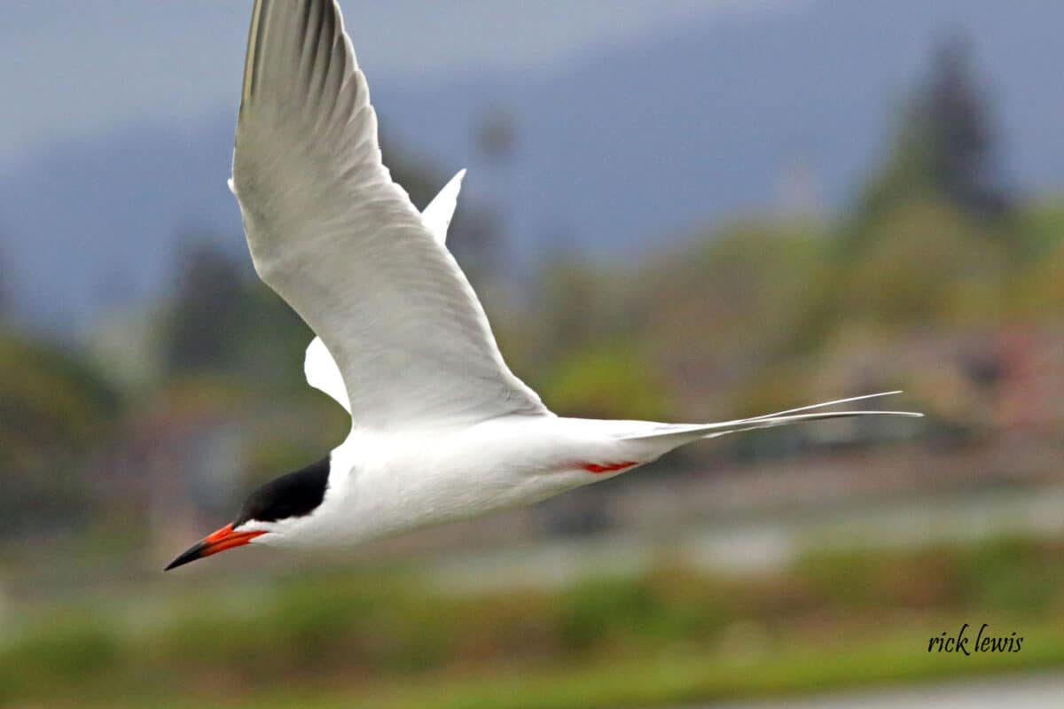 Alameda Post - A flying white bird with black markings and a black and orange beak.