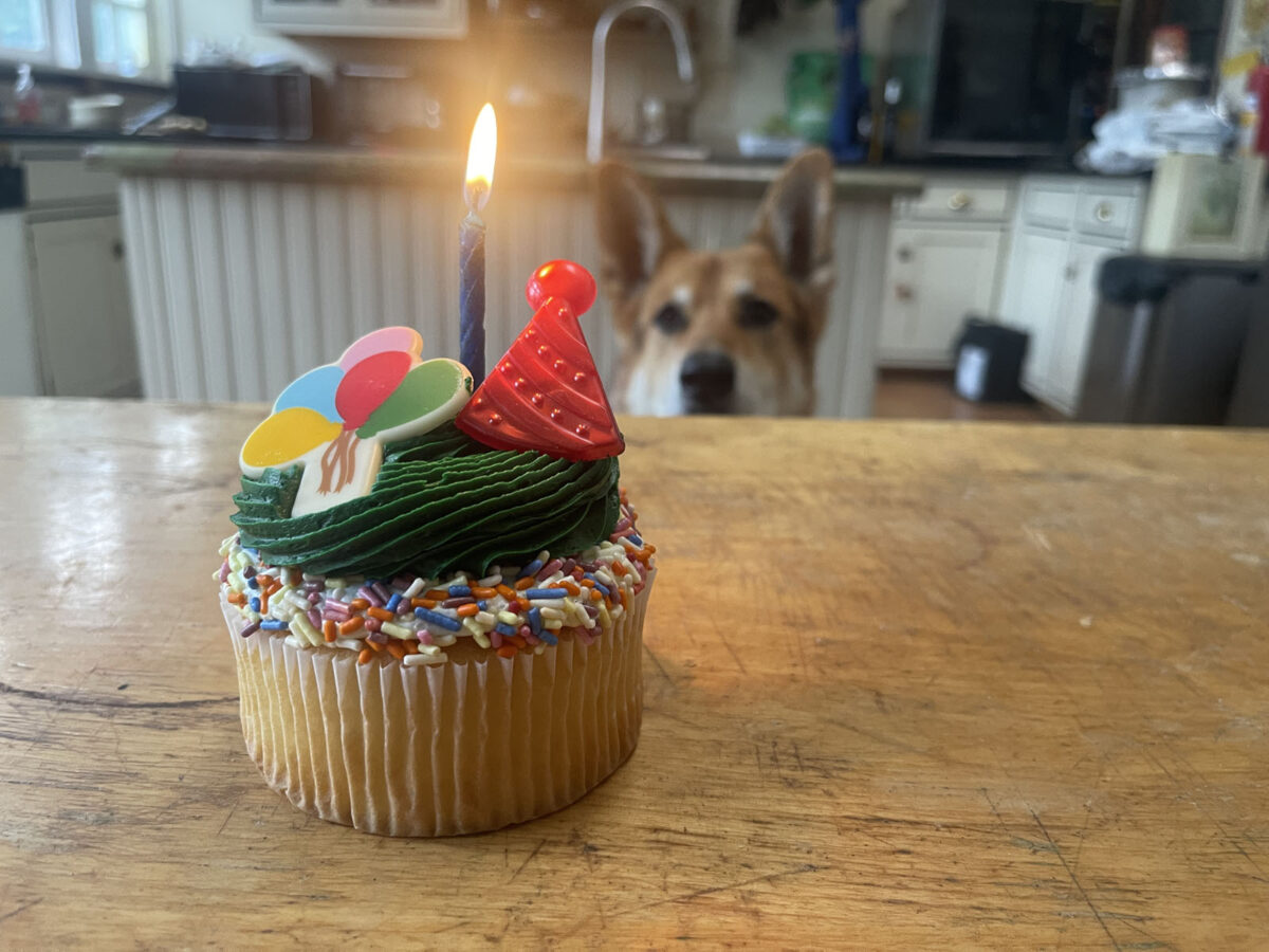 Alameda Post - A dog looks up at a table where there is a small birthday cake or large cupcake with a lit candle. 