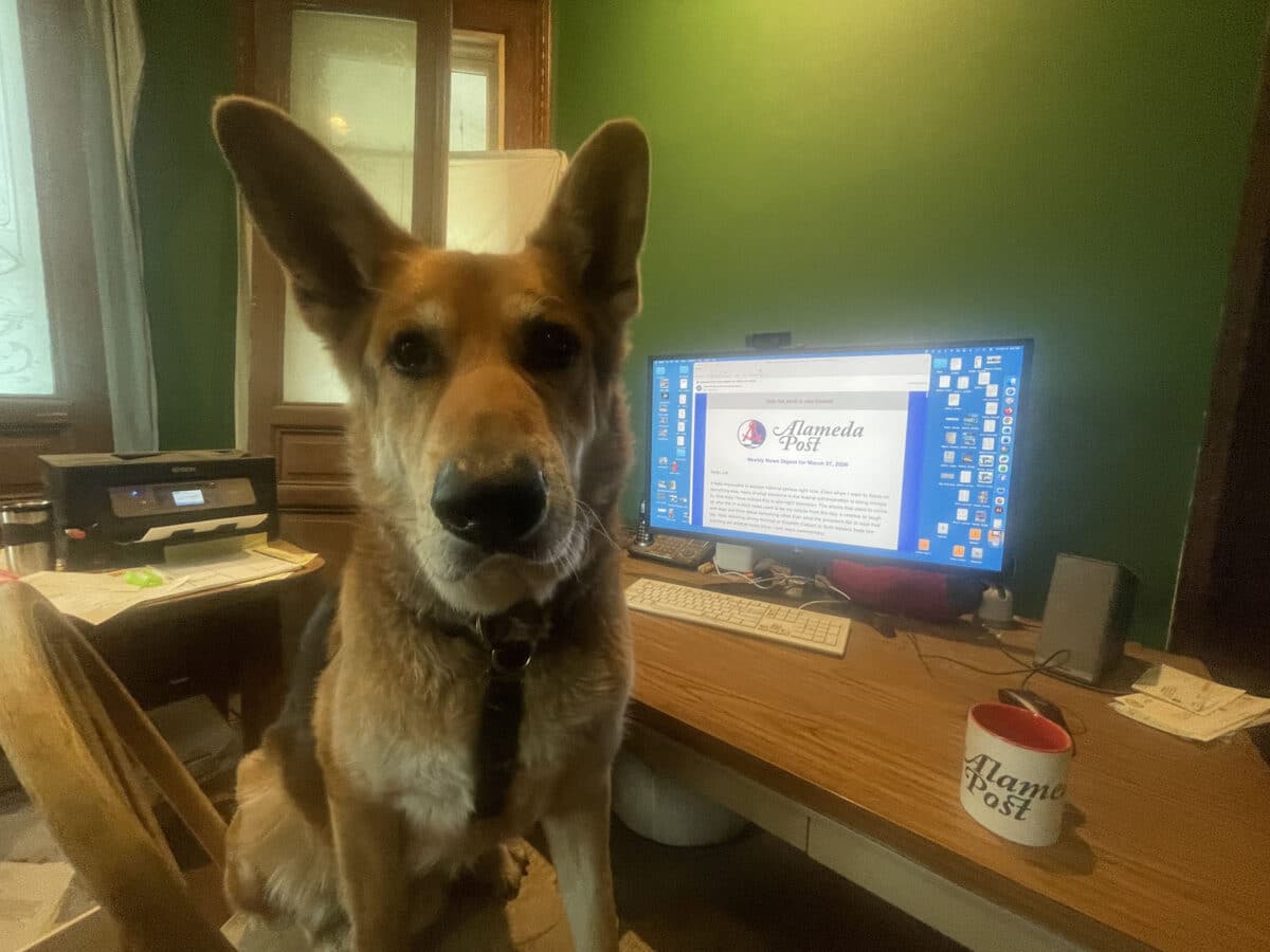 Alameda Post - Mouf the dog sits at a computer desk. On the desk is an Alameda Post coffee mug, and the computer has navigated to the webpage for the Alameda Post.