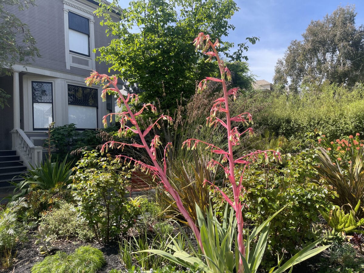 Alameda Post - A green plant with bright red stalks coming out of the top of it.