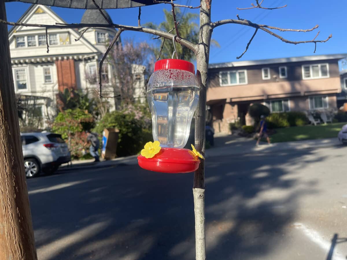 Alameda Post - A hummingbird feeder on a tree.