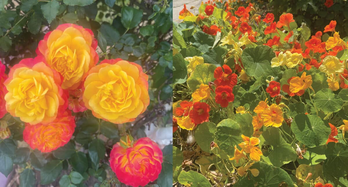 Alameda Post - Photos of colorful yellow, pink, and orange flowers.