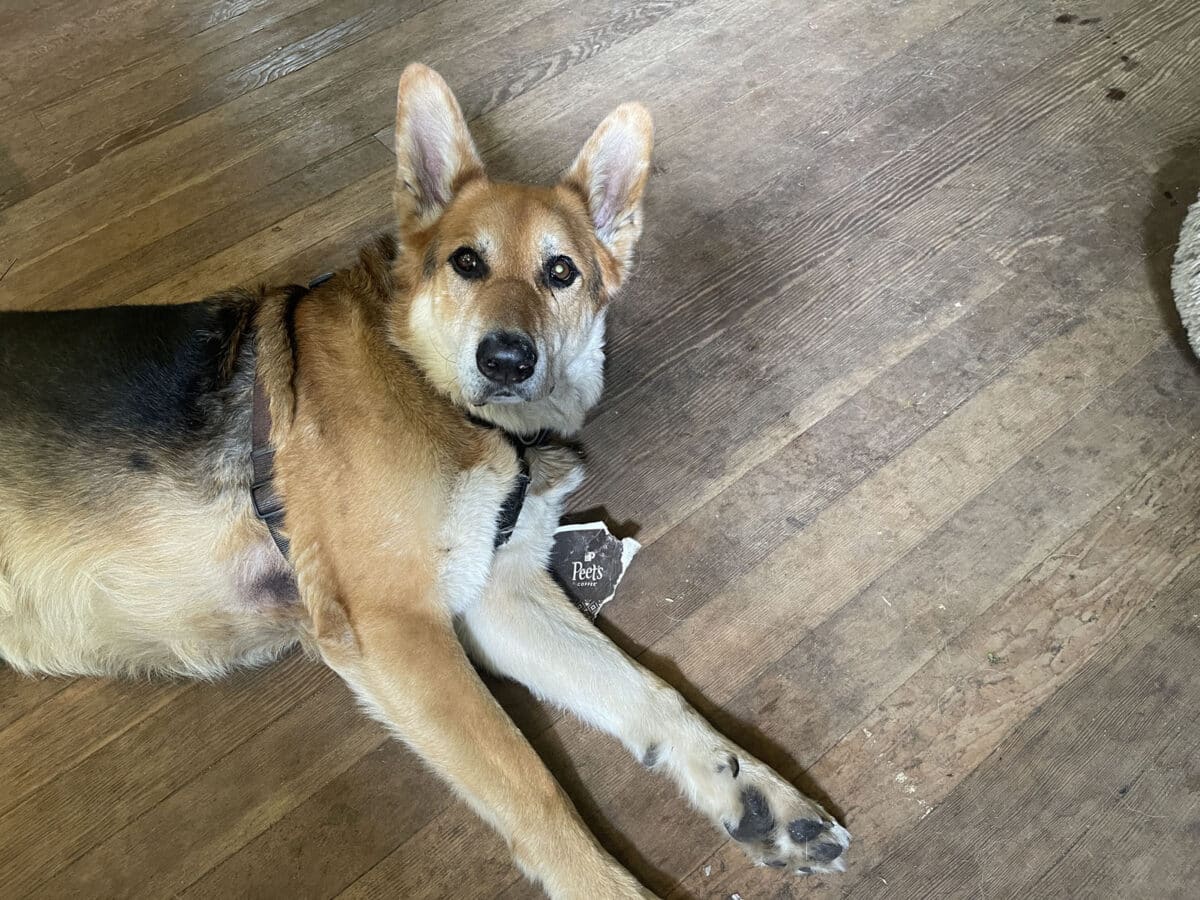 Alameda Post - Mouf the dog lays on hardword floors next to a chewed up small paper cup.