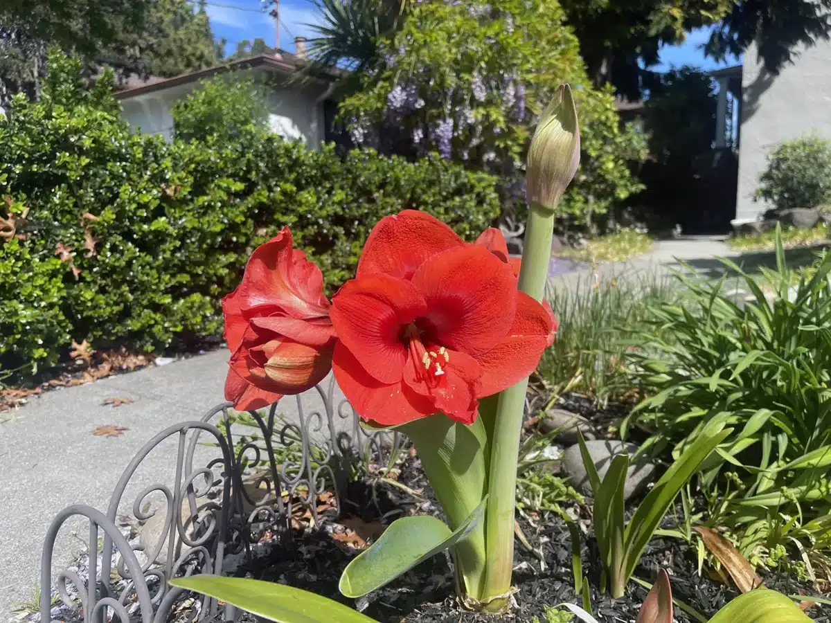 Alameda Post - a red amaryllis in bloom
