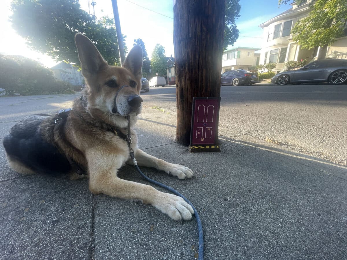 Alameda Post - Mouf the dog sits next to a telephone pole with a large fairy door at the bottom. 