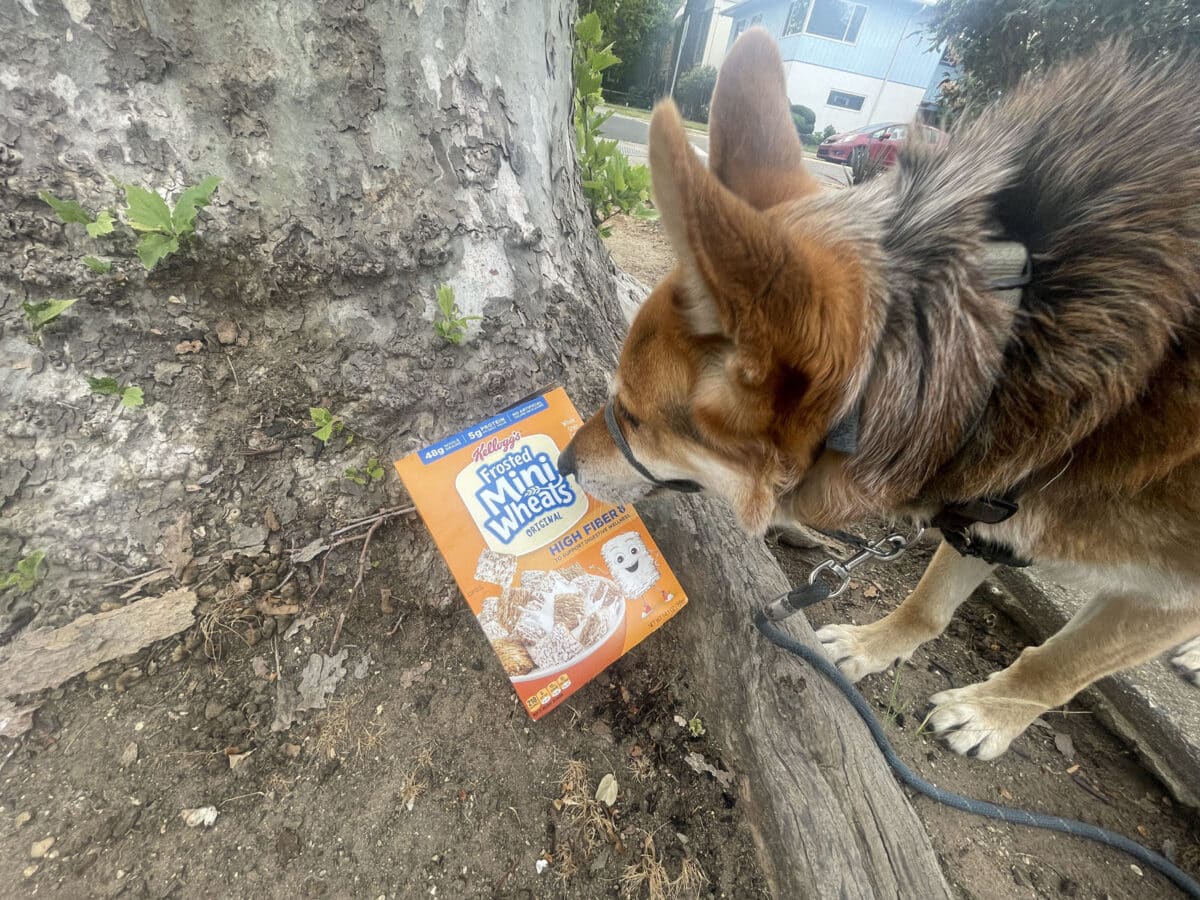 Alameda Post - Mouf the dog sniffs a box on mini wheats left out next to the sidewalk. 