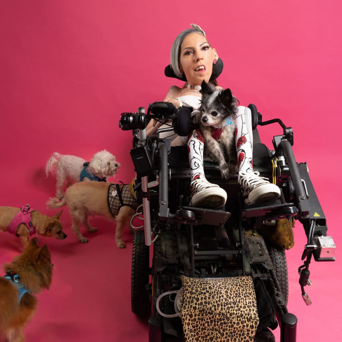 Alameda Post - A woman poses in front of a bright pink background with five dogs. She wears brightly colored accessories and has short silver hair and tattoos. She sits in a power wheelchair, and a dog sits in her lap. 