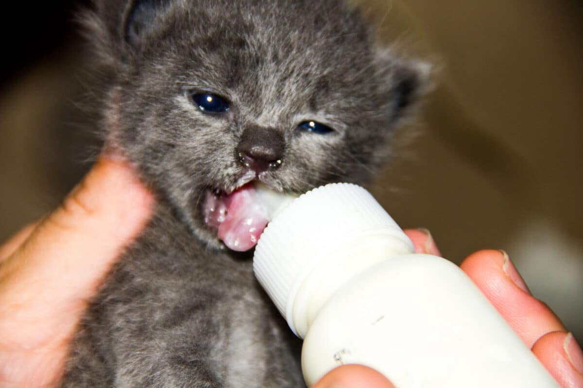 Alameda Post - A kitten being bottle fed.