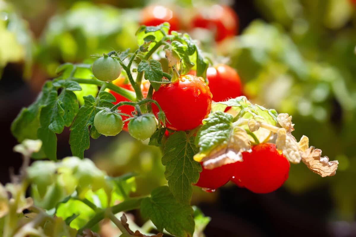 Alameda Post - Tomatoes growing on a plant.