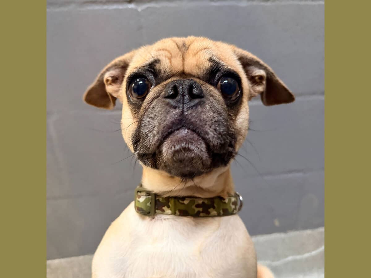 Alameda Post - a pug wearing a camouflage collar looks at the camera