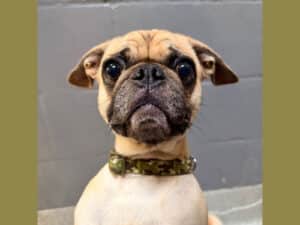 Alameda Post - a pug wearing a camouflage collar looks at the camera