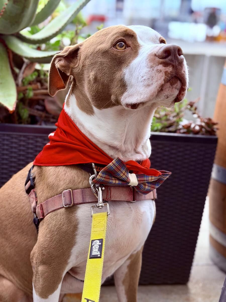 Alameda Post - Poppa the adoptable dog.